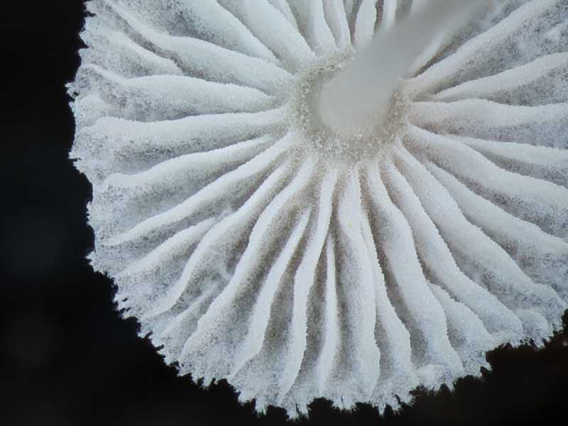 Mycena rhenana Mycena rhenana